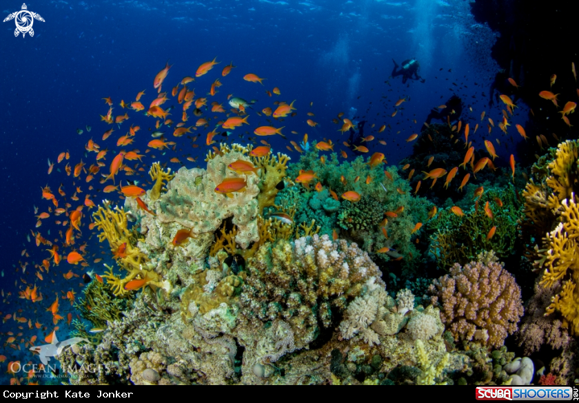 A Goldies at Shark & Yolanda Reef