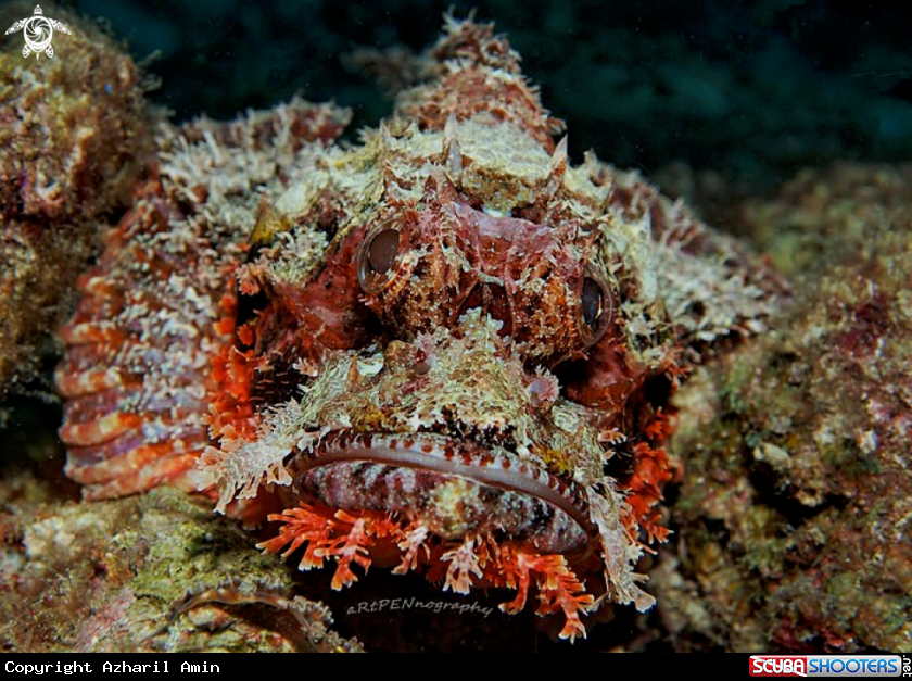 A Scorpionfish