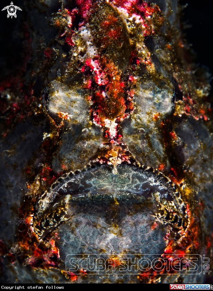 A Giant Frogfish