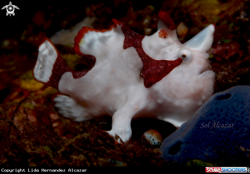 A underwater creature
