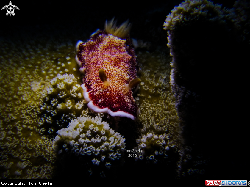 A Nudibranch