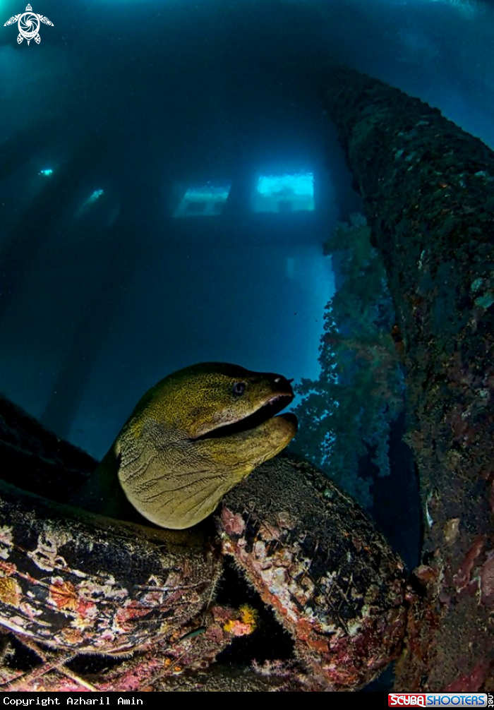 A Moray Eel
