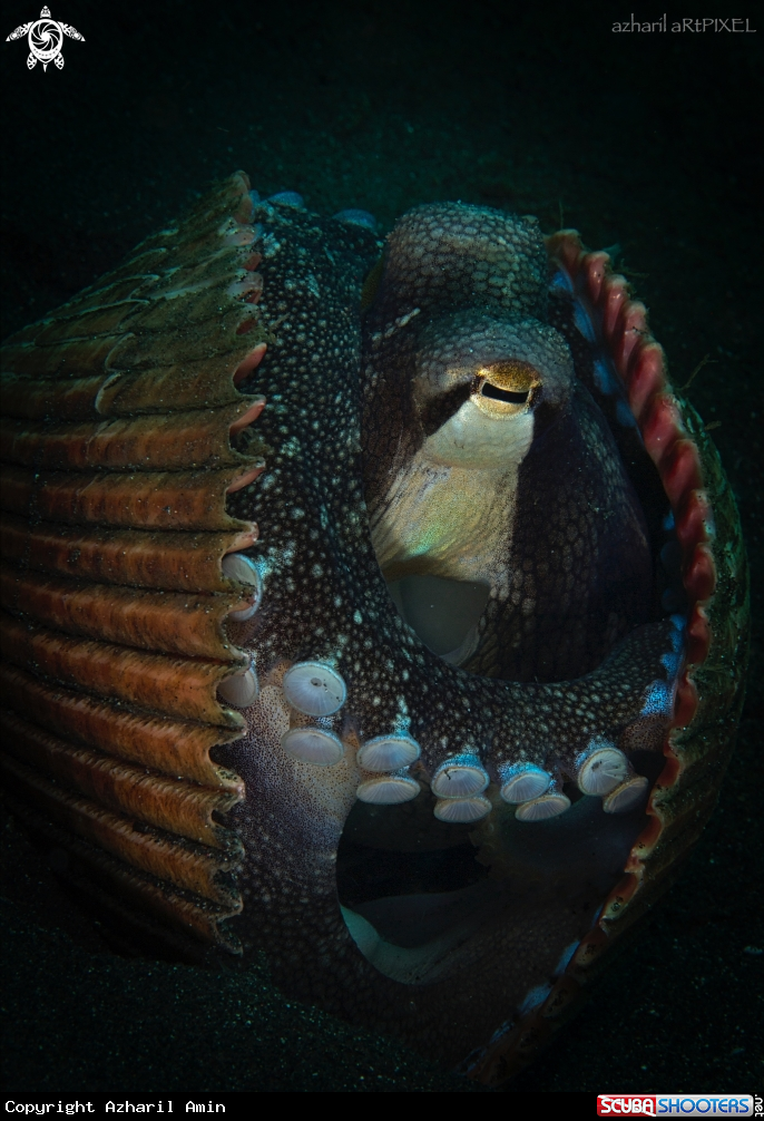 A Coconut Octopus