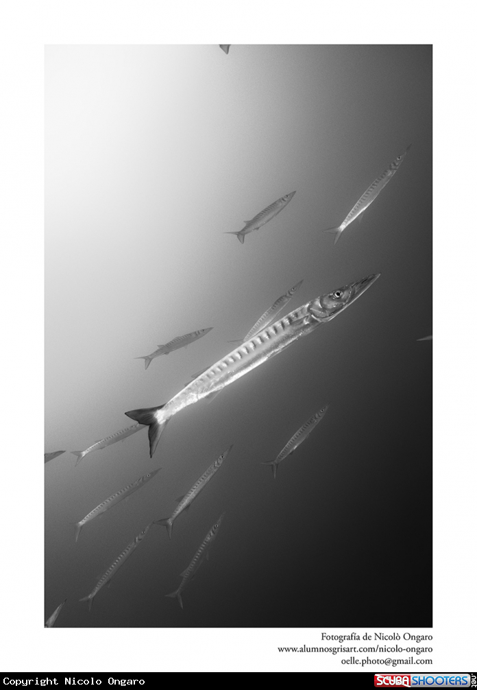 A Barracuda