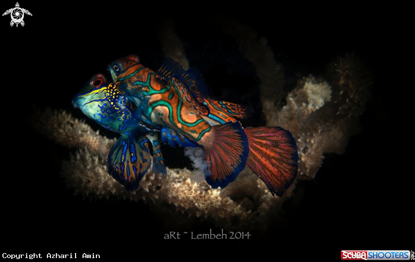 A Mandarin Fish