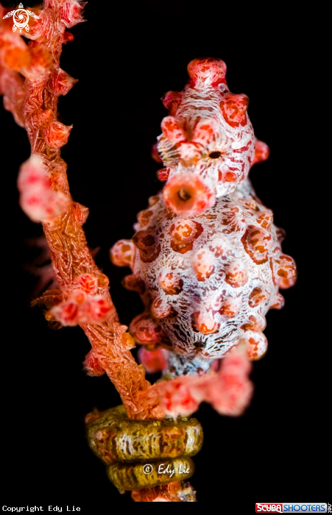 A Hippocampus Bargibanti