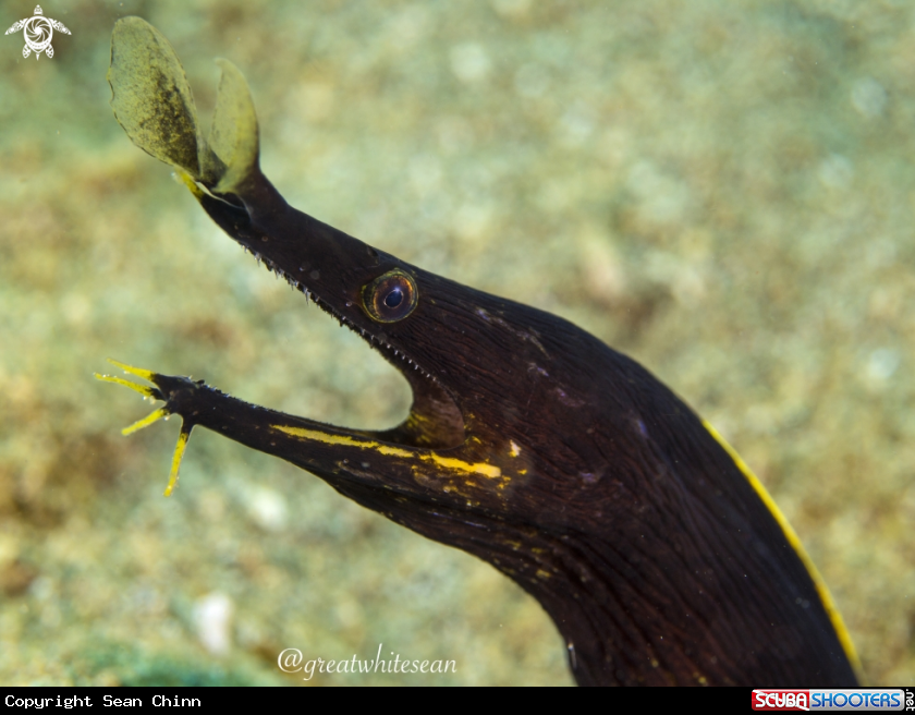 A Ribbon Eel (juvenile)