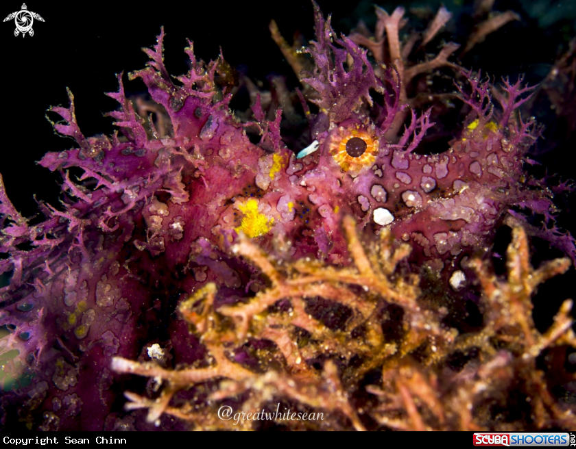 A Weedy Scorpionfish