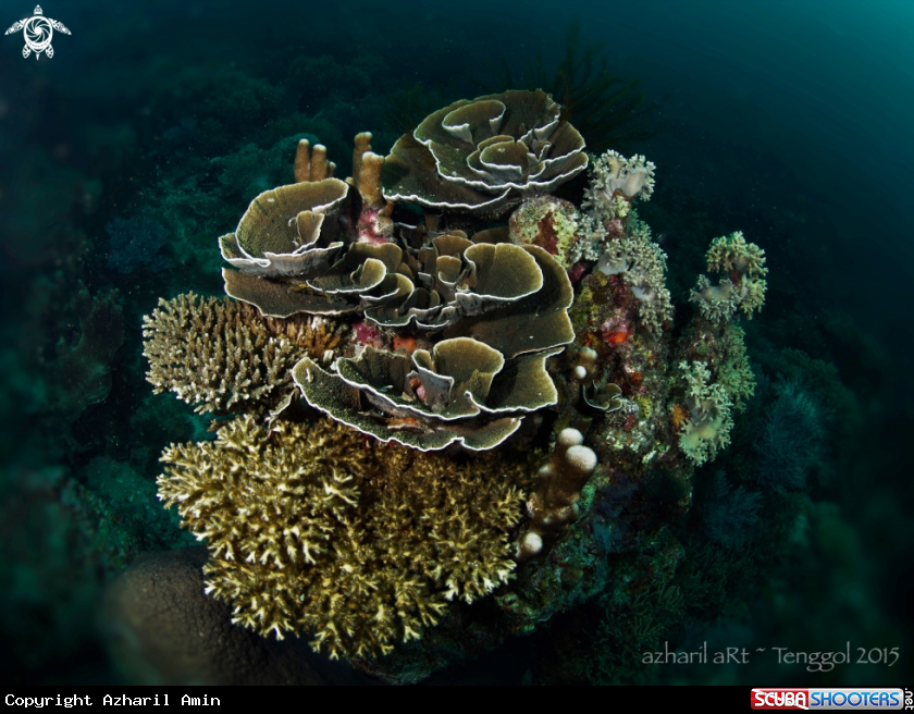 A Corals