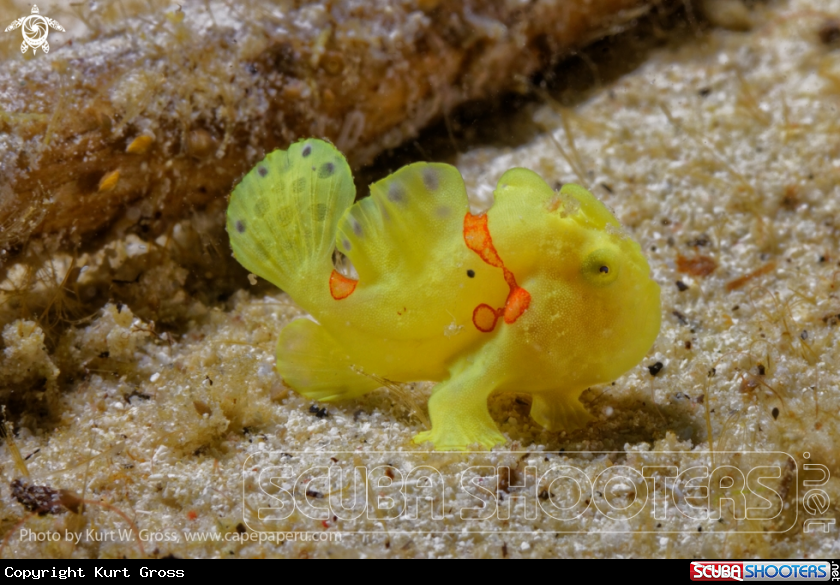 A Frogg Fish