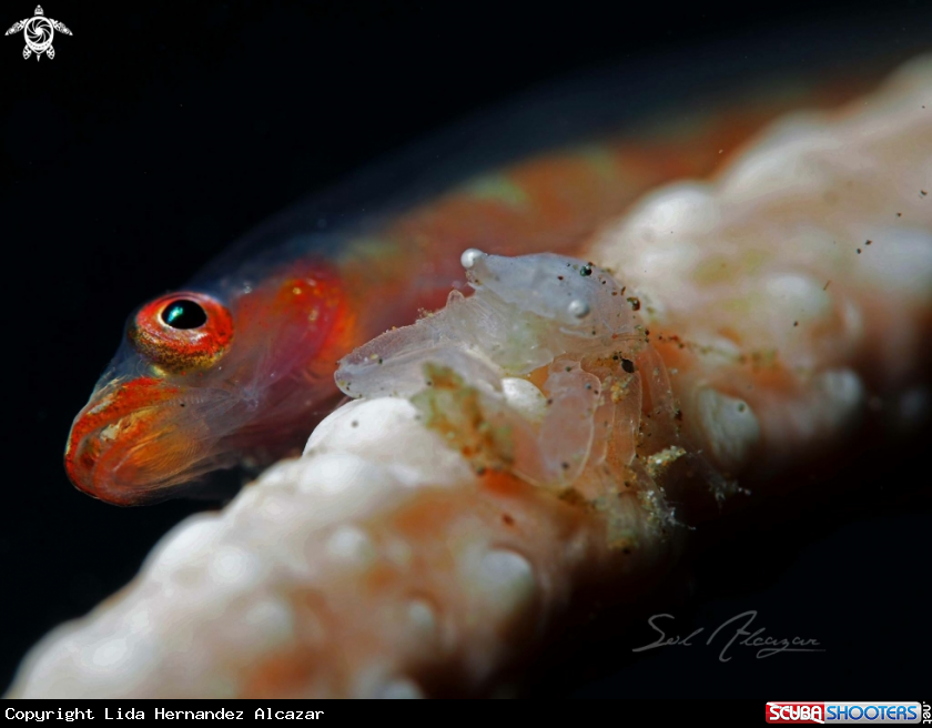 A Whip coral goby and crab
