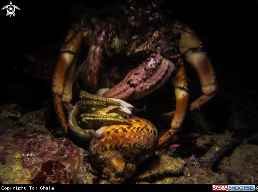 A Hermit Crab