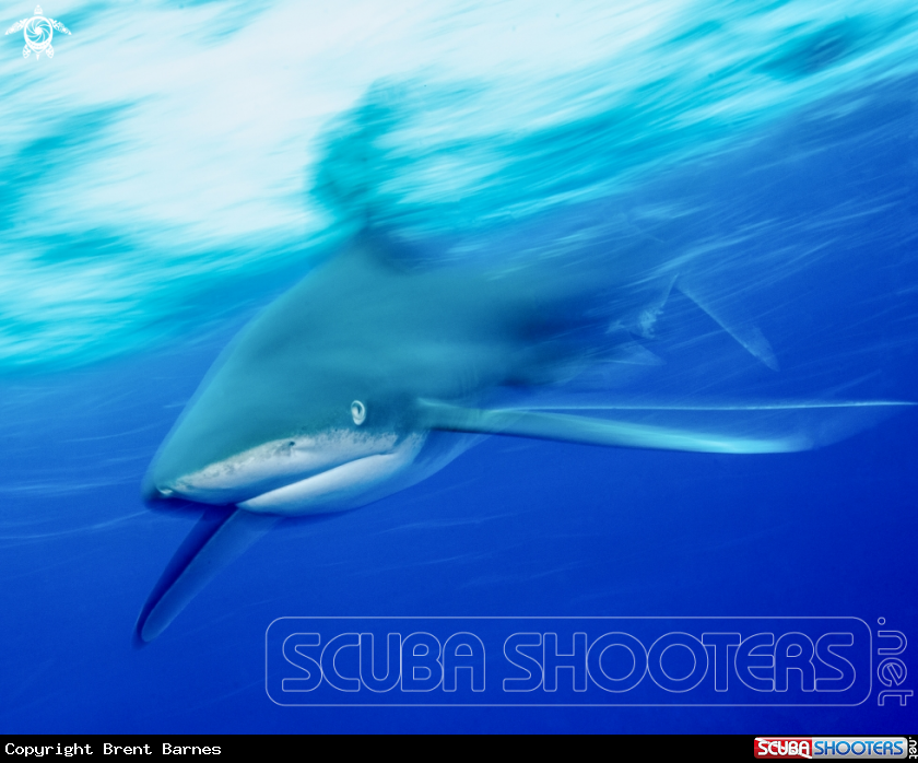 A Oceanic White Tip 