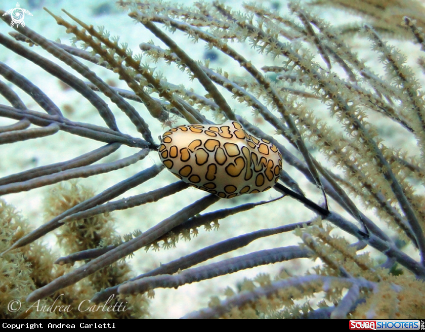 A Flamingo tongue snail