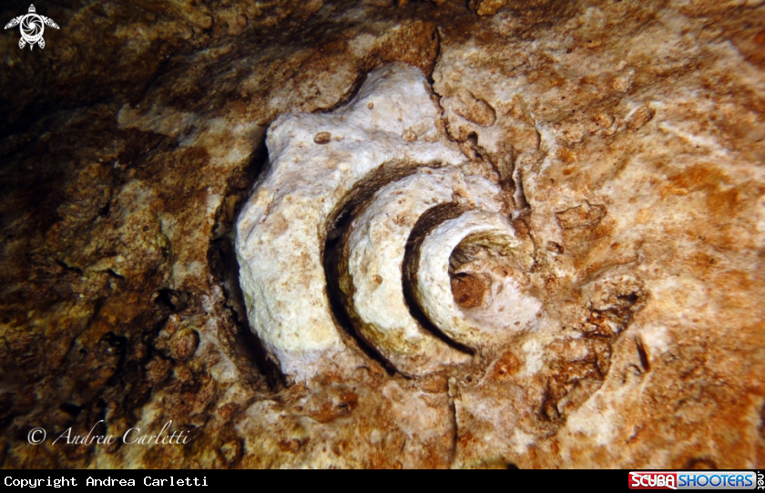 A Fossil