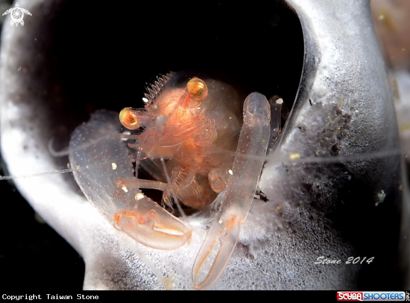 A Snapping Shrimp