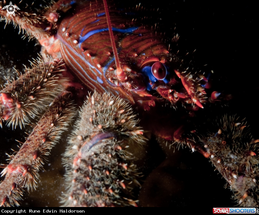A Squat Lobster