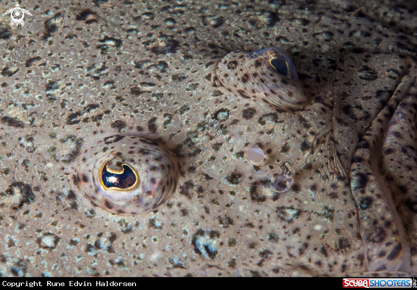A Turbot