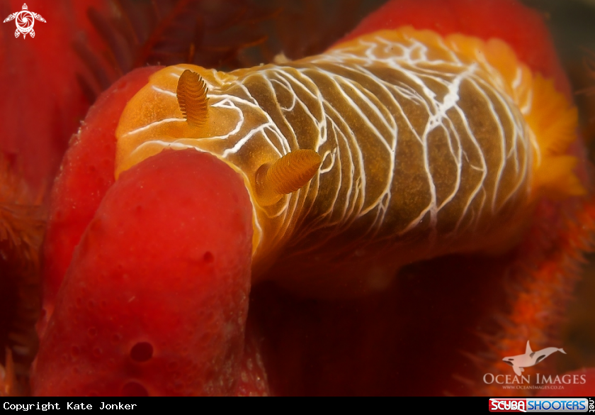 A Scribbled Nudibranch