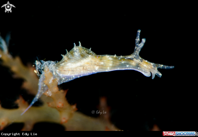 A Nudi