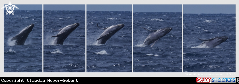 A jumping humpback whale