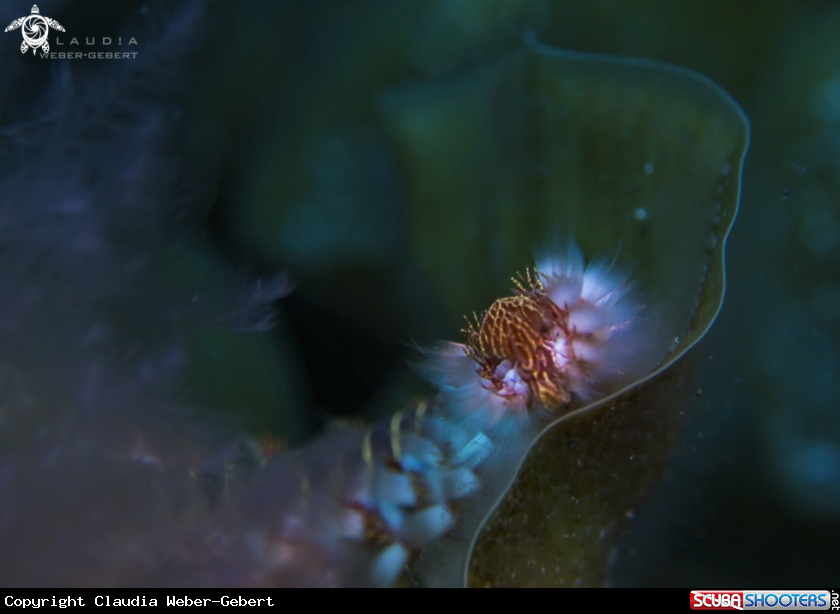 A fireworm