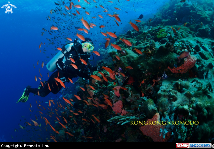 A Coral Reef
