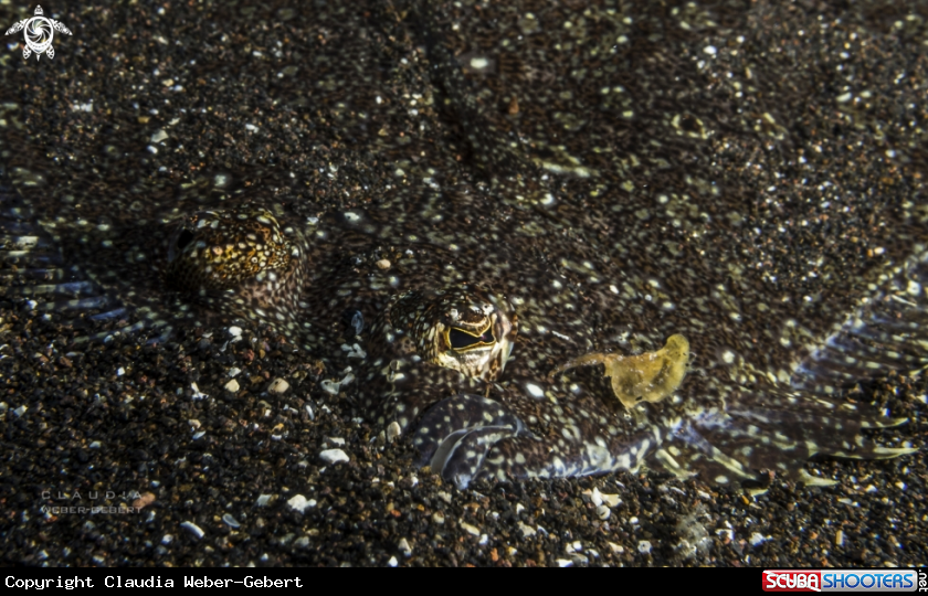 A flatfish