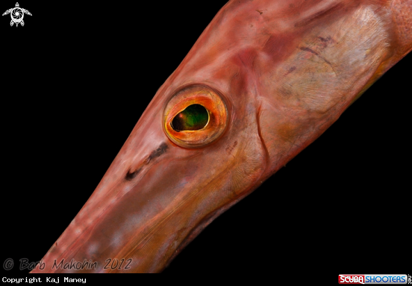 A Trumpetfish