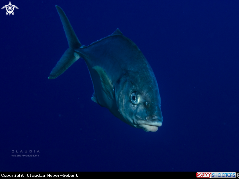A yellow fin makerel