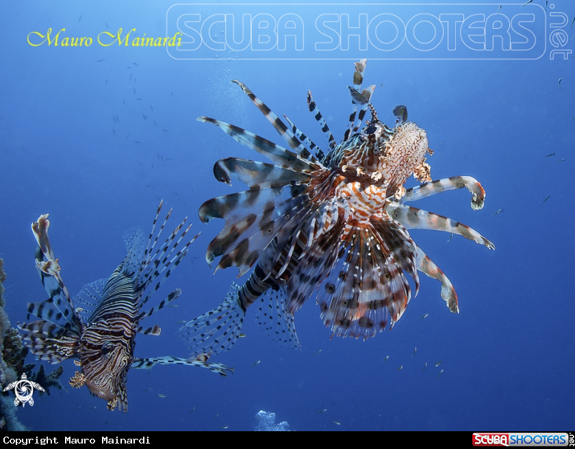 A Lionfish