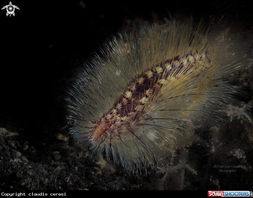 A fire worm