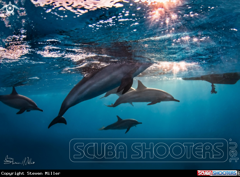 A Spinner Dolphins