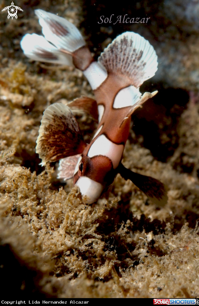 A underwater creature