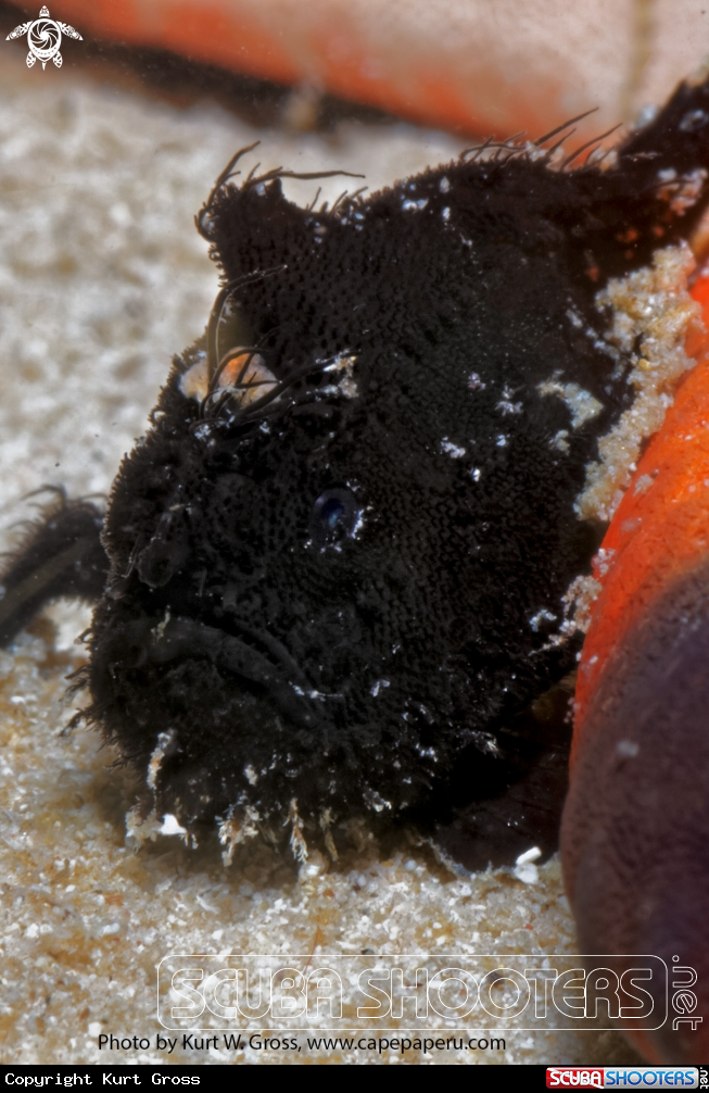 A Hairy Froggfish