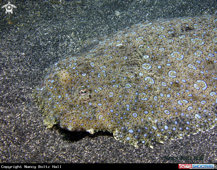A Flounder