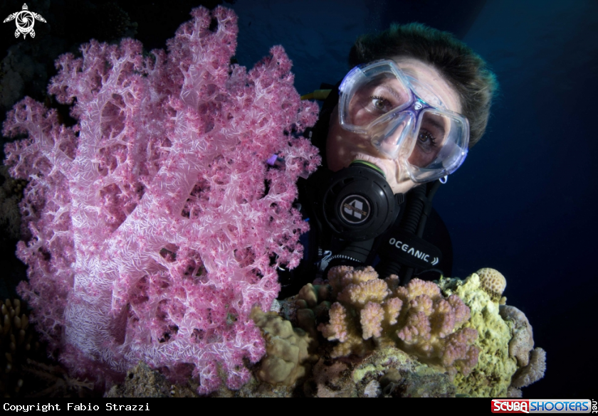 A reefscape