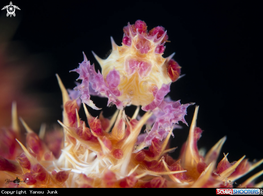 A Candy crab