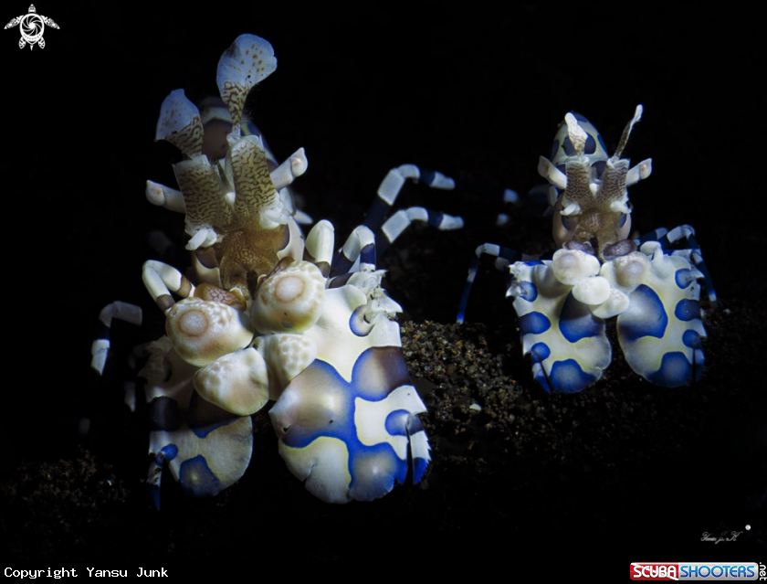 A Harlequin shrimp