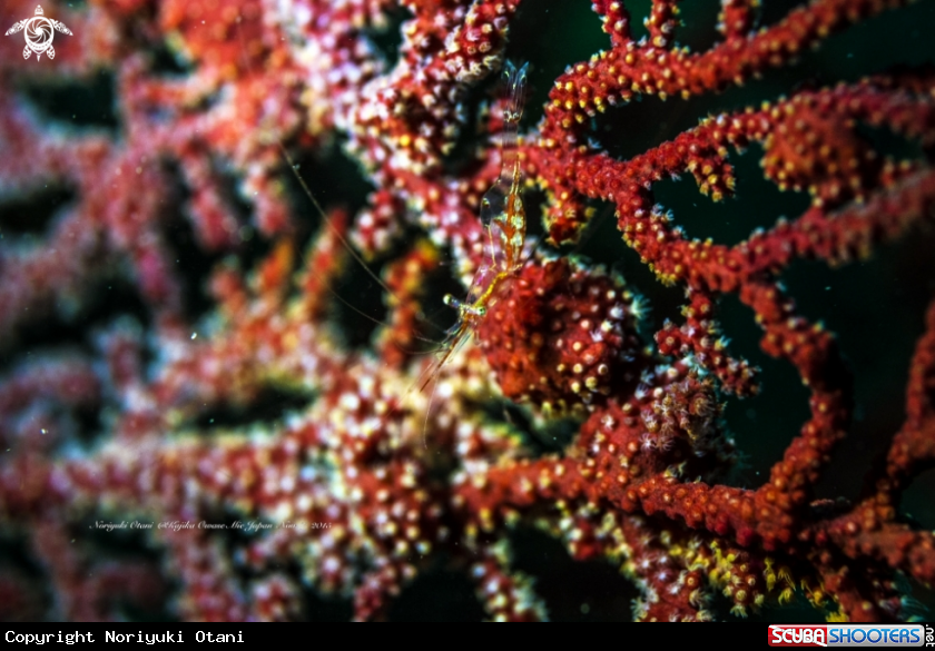 A Seafan shrimp, Translucent Gorgonian Shrimp, Commensal Shrimp