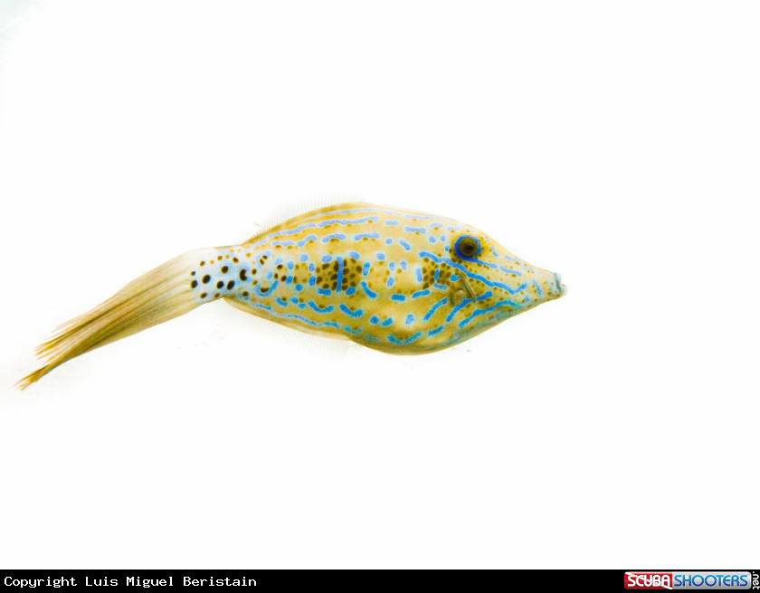A Aluterus scriptus