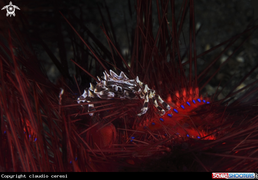 A Zebrida or zebra crabs