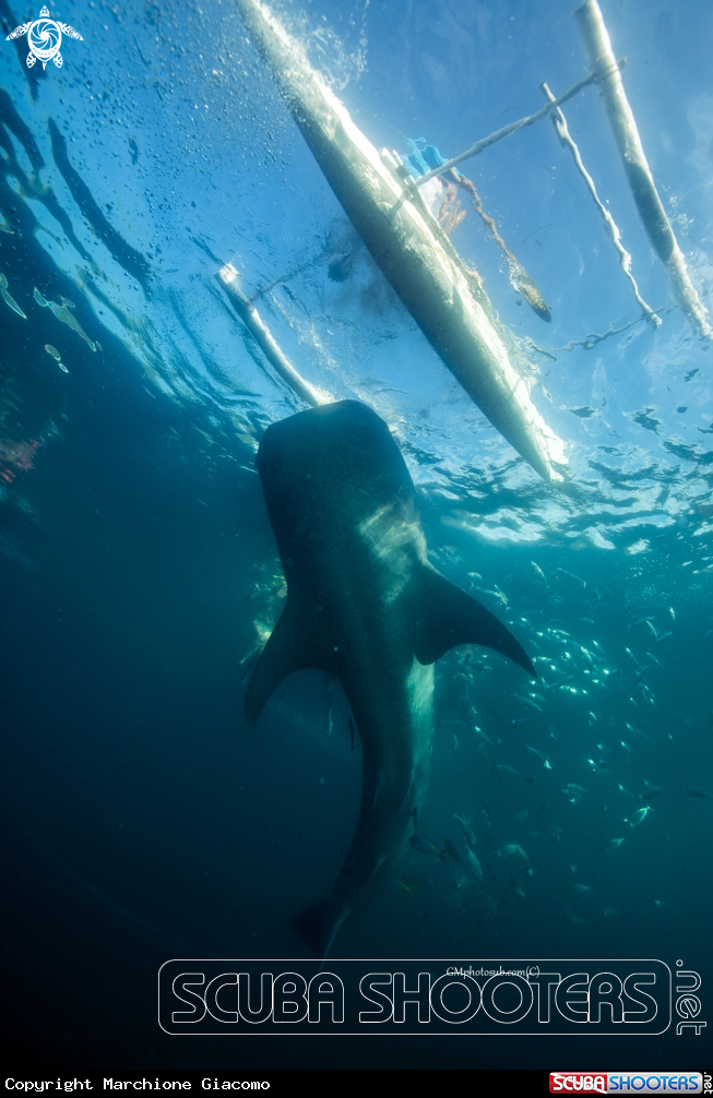 A Whale shark
