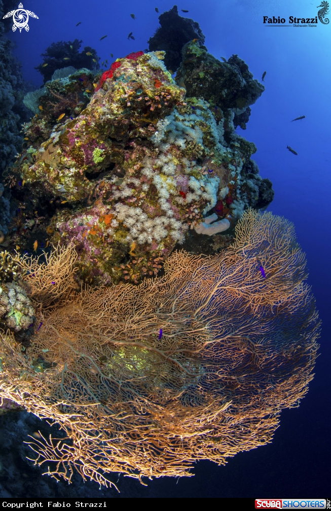 A Reefscape