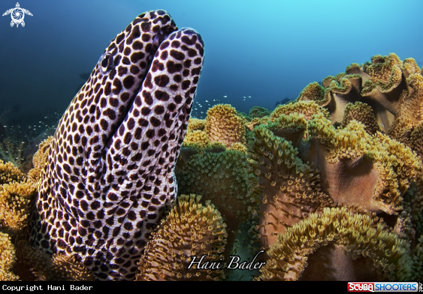 A Honeycomb moray eel 