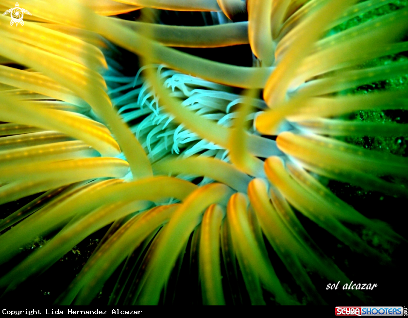A underwater creature