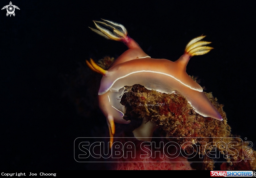 A Nudi