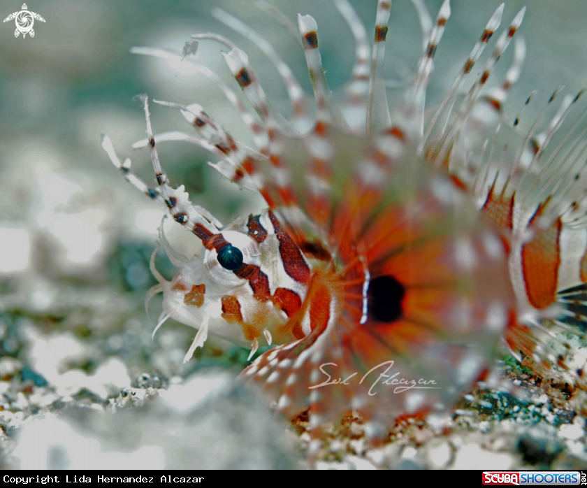 A Lionfish