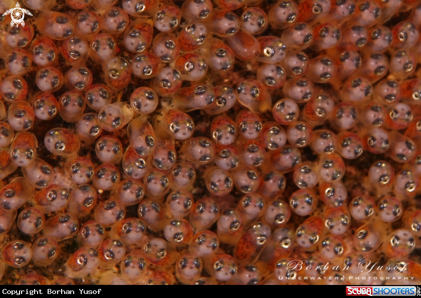 A Clarkii Nemo