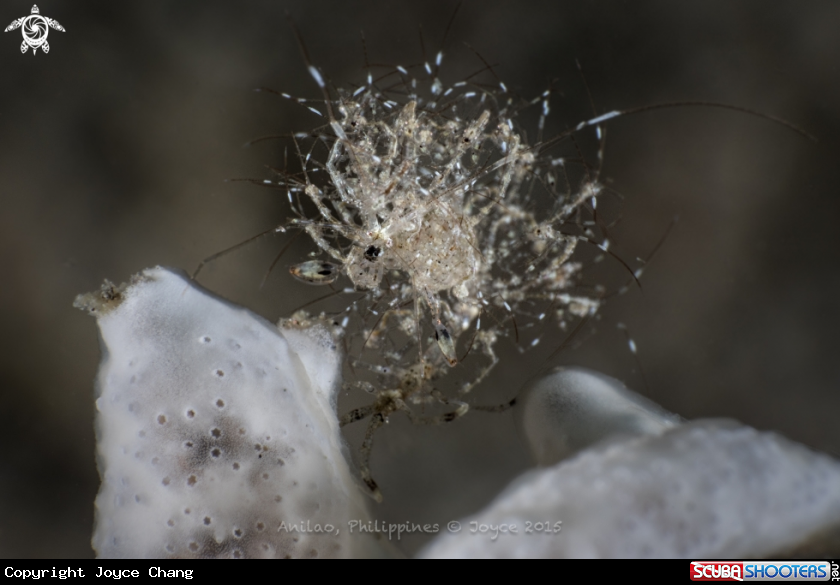 A Skeleton Shrimp